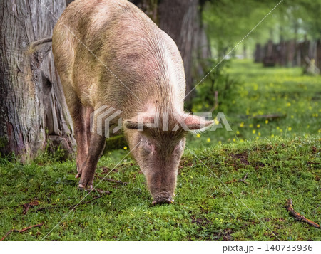 Pink pig grazes gently on lush green grass Pink pig grazes gently on lush green grass 140733936