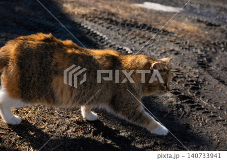Calico cat walking on dirty road in rural area. Homeless animal surviving in harsh environment. Concept of stray pet welfare, rescue mission, and protection of needy domestic animal. Calico cat walking on dirty road in rural area. Homeless animal surviving in harsh environment. Concept of stray pet welfare, rescue mission, and protection of needy domestic animal. 140733941