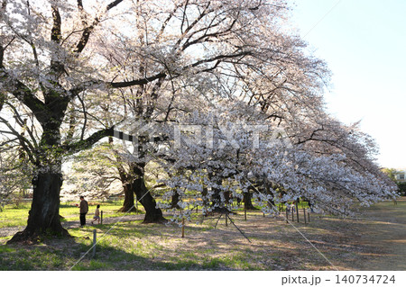 無線山さくら並木(埼玉県北足立郡伊奈町) 無線山さくら並木(埼玉県北足立郡伊奈町) 140734724