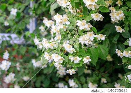 White mock orange flowers blooming branch, beautiful sweet syringa bush blossoms with green leaves White mock orange flowers blooming branch, beautiful sweet syringa bush blossoms with green leaves 140735983
