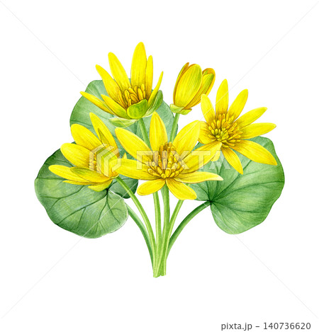 Watercolor botanical composition featuring yellow lesser celandine flowers, buds and green leaves. Hand-painted floral illustration for stationery, invitations, packaging, prints and spring decor. 140736620