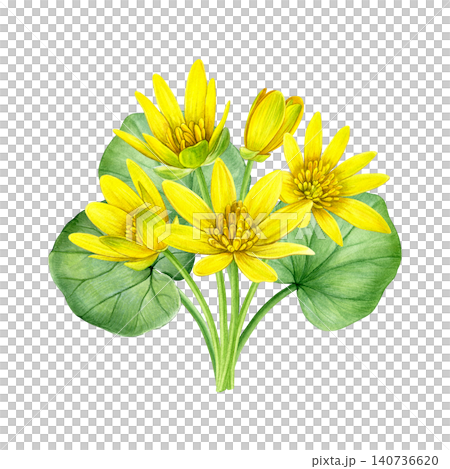 Watercolor botanical composition featuring yellow lesser celandine flowers, buds and green leaves. Hand-painted floral illustration for stationery, invitations, packaging, prints and spring decor. 140736620