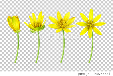 Watercolor botanical set of yellow lesser celandine flowers in bloom and bud stages. Hand-painted wildflowers for patterns, stationery, packaging, invitations, botanical prints and spring designs. 140736621