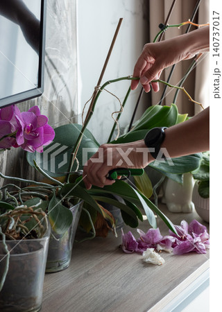 Hands pruning orchid stem on wooden surface Hands pruning orchid stem on wooden surface 140737017