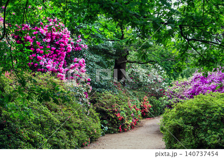 Tall bushes of different colo of Rhododenron blossoms Tall bushes of different colo of Rhododenron blossoms 140737454