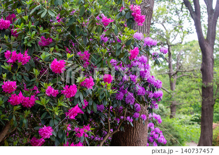 A stunning view of azaleas (pink and purple) at Isabella Plantation, Richmond Park, A stunning view of azaleas (pink and purple) at Isabella Plantation, Richmond Park, 140737457