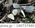 集団給水中のモンシロチョウ 集団給水中のモンシロチョウ 140737480