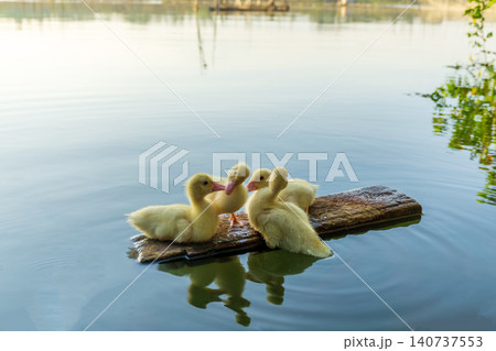 Group of cute yellow ducklings gathering on the riverbank Group of cute yellow ducklings gathering on the riverbank 140737553