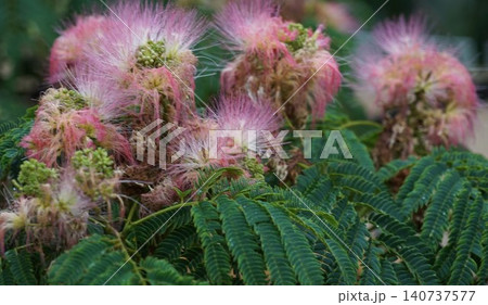 ねむの木のピンク色の花 ねむの木のピンク色の花 140737577