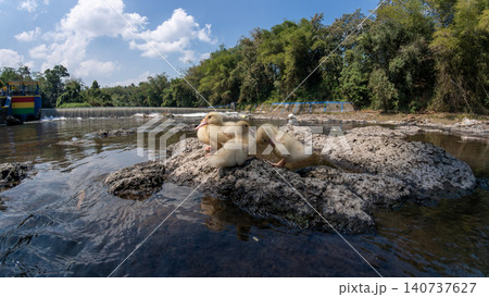 Group of cute little yellow ducklings sitting together on a rock by a scenic river Group of cute little yellow ducklings sitting together on a rock by a scenic river 140737627