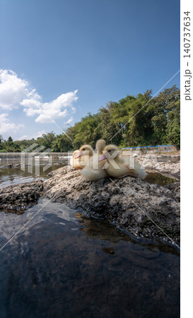 Group of cute little yellow ducklings sitting together on a rock by a scenic river Group of cute little yellow ducklings sitting together on a rock by a scenic river 140737634