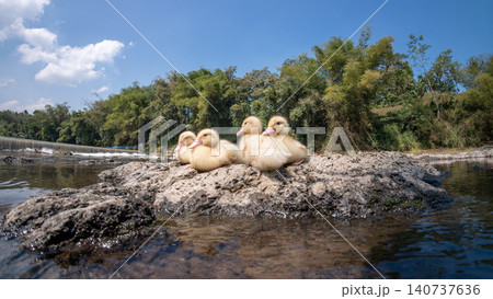 Group of cute little yellow ducklings sitting together on a rock by a scenic river Group of cute little yellow ducklings sitting together on a rock by a scenic river 140737636