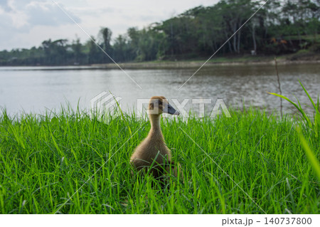Cute yellow ducklings exploring fresh green grass field, adorable small baby ducks walking on traditional organic poultry farm Cute yellow ducklings exploring fresh green grass field, adorable small baby ducks walking on traditional organic poultry farm 140737800