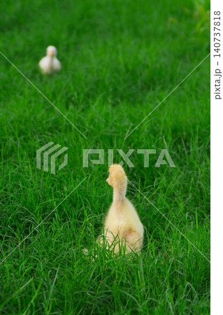 Cute yellow ducklings exploring fresh green grass field, adorable small baby ducks walking on traditional organic poultry farm Cute yellow ducklings exploring fresh green grass field, adorable small baby ducks walking on traditional organic poultry farm 140737818