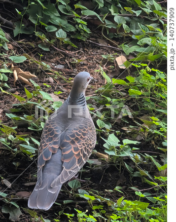緑豊かな自然環境で休むキジバトの後ろ姿 / 野鳥観察や生態系を伝える自然写真 緑豊かな自然環境で休むキジバトの後ろ姿 / 野鳥観察や生態系を伝える自然写真 140737909