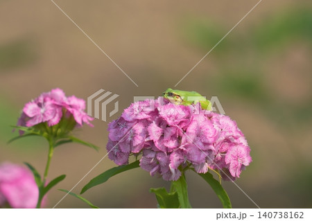 花の上に乗るカエル 花の上に乗るカエル 140738162