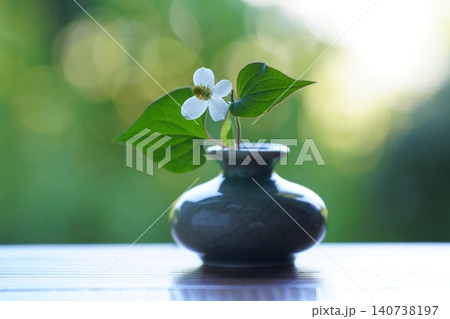 一輪挿しのドクダミの花 140738197