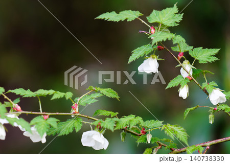 モミジイチゴの花 モミジイチゴの花 140738330