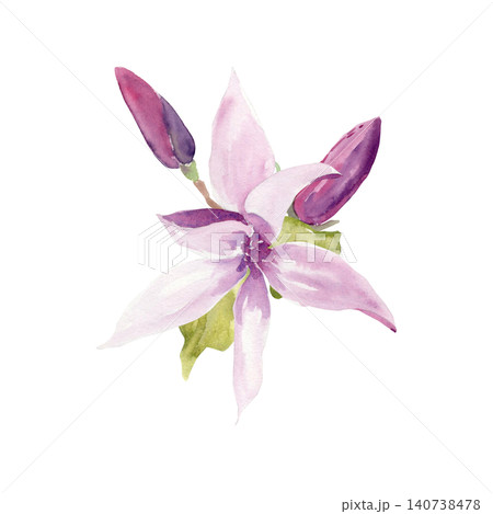 Watercolor magnolia blossom with flower buds and green leaves. Hand painted botanical illustration isolated on white background for floral design, stationery, wedding invitations and spring decor 140738478