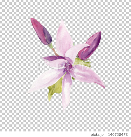 Watercolor magnolia blossom with flower buds and green leaves. Hand painted botanical illustration isolated on white background for floral design, stationery, wedding invitations and spring decor 140738478