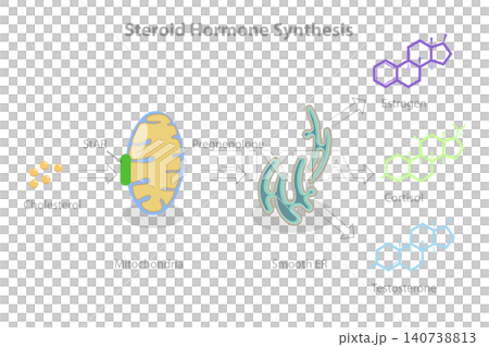 3D Isometric Flat Illustration of Synthesis Of Steroid Hormones In The Body, Educational Diagram 3D Isometric Flat Illustration of Synthesis Of Steroid Hormones In The Body, Educational Diagram 140738813