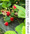 Growing strawberries in garden plants among green leaves. Ripe bright berries clustered together, surrounded by glossy foliage. Farming, cultivating and harvesting. Garden environment 140739038