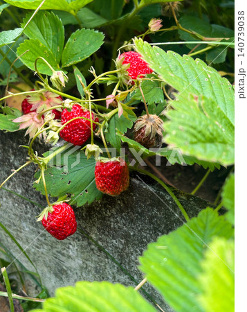 Growing strawberries in garden plants among green leaves. Ripe bright berries clustered together, surrounded by glossy foliage. Farming, cultivating and harvesting. Garden environment Growing strawberries in garden plants among green leaves. Ripe bright berries clustered together, surrounded by glossy foliage. Farming, cultivating and harvesting. Garden environment 140739038