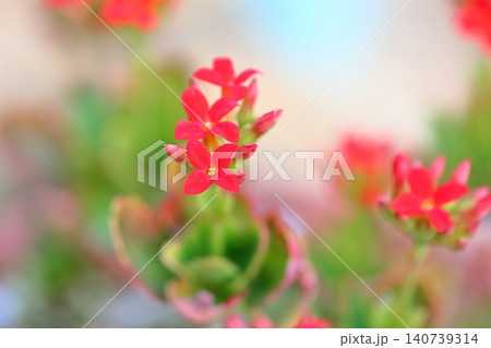 鮮やか カランコエの花 鮮やか カランコエの花 140739314