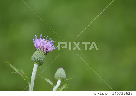 アザミの花 140739623