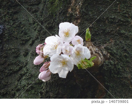 樹皮を背景に咲くソメイヨシノの花 樹皮を背景に咲くソメイヨシノの花 140739801