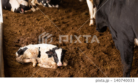 Newborn white with black calf laying on ground near mother cow on livestock dairy farm Newborn white with black calf laying on ground near mother cow on livestock dairy farm 140740033