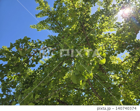 青空と太陽の光が差し込むイチョウの木と銀杏の実 青空と太陽の光が差し込むイチョウの木と銀杏の実 140740374