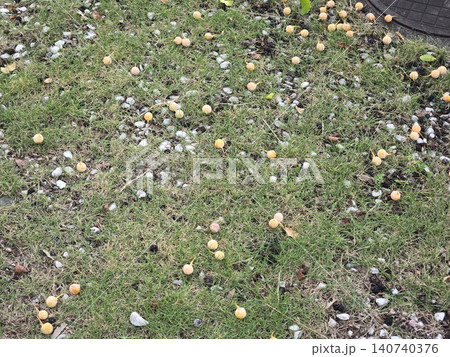 芝生や砂利の上に散らばる落ちたイチョウの実(銀杏) 芝生や砂利の上に散らばる落ちたイチョウの実(銀杏) 140740376