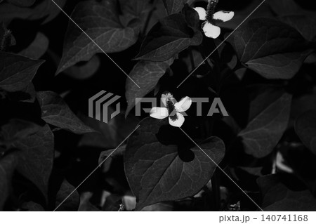 モノクロームの自然 モノクロームの自然 140741168