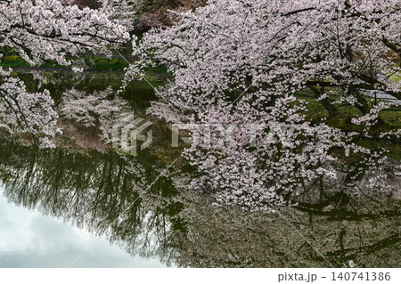 桜満開の卯辰山 桜満開の卯辰山 140741386