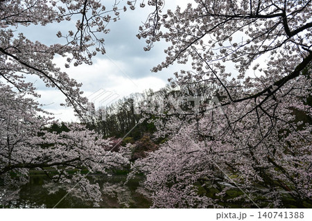 桜満開の卯辰山 140741388