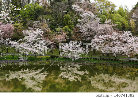 桜満開の卯辰山 140741392