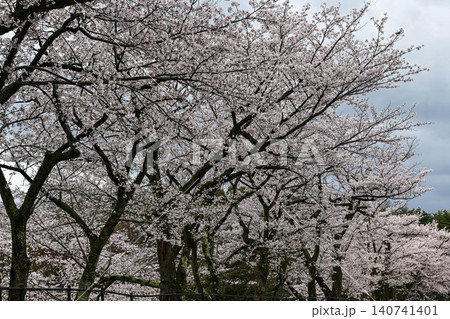 桜満開の卯辰山 140741401