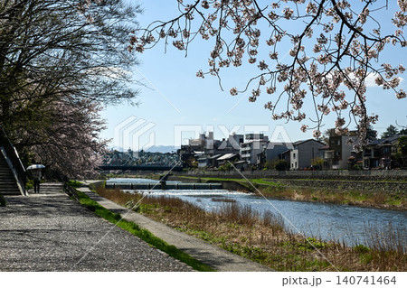 桜が満開の犀川 桜が満開の犀川 140741464