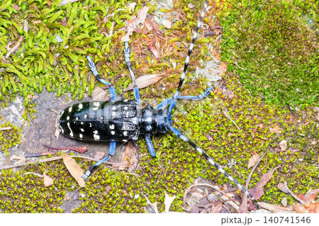 ゴマダラカミキリの俯瞰撮影 ゴマダラカミキリの俯瞰撮影 140741546