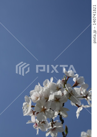 青空に映える桜 140741821