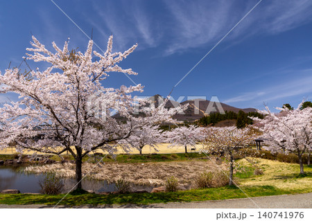 福島県耶麻郡猪苗代町古城跡 桜の名所亀ヶ城公園 池を囲むソメイヨシノなどのサクラ並木と磐梯山の景色 福島県耶麻郡猪苗代町古城跡 桜の名所亀ヶ城公園 池を囲むソメイヨシノなどのサクラ並木と磐梯山の景色 140741976