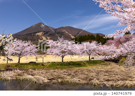 福島県耶麻郡猪苗代町古城跡 桜の名所亀ヶ城公園 池を囲むソメイヨシノなどのサクラ並木と磐梯山の景色 福島県耶麻郡猪苗代町古城跡 桜の名所亀ヶ城公園 池を囲むソメイヨシノなどのサクラ並木と磐梯山の景色 140741979