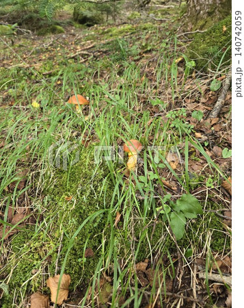 苔むした森の林床に生える秋の味覚 ハナイグチ 富士山 苔むした森の林床に生える秋の味覚 ハナイグチ 富士山 140742059