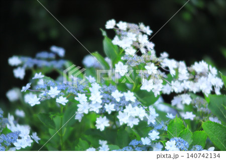 紫陽花 紫陽花 140742134