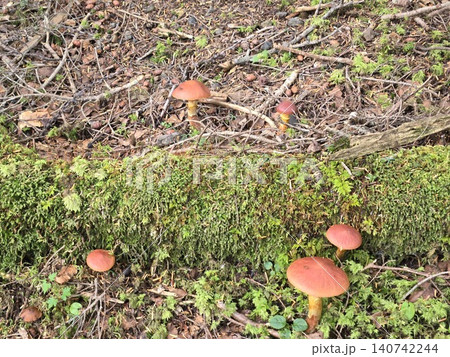 富士山の苔むした倒木の周りに自生する天然ハナイグチ(キノコ) 富士山の苔むした倒木の周りに自生する天然ハナイグチ(キノコ) 140742244
