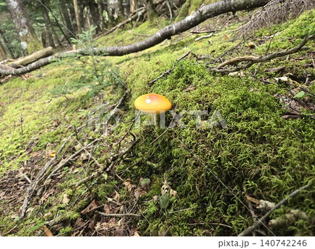 富士山の苔むした斜面に自生する美しい毒キノコ ベニテングタケ 140742246