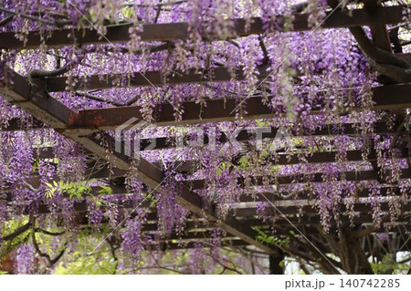 藤の花のある風景 140742285