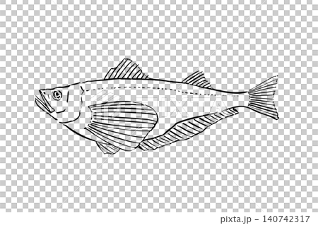 Line drawing illustration of a sandfish 140742317