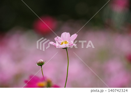 ピンク色のコスモスの花をクローズアップ ピンク色のコスモスの花をクローズアップ 140742324